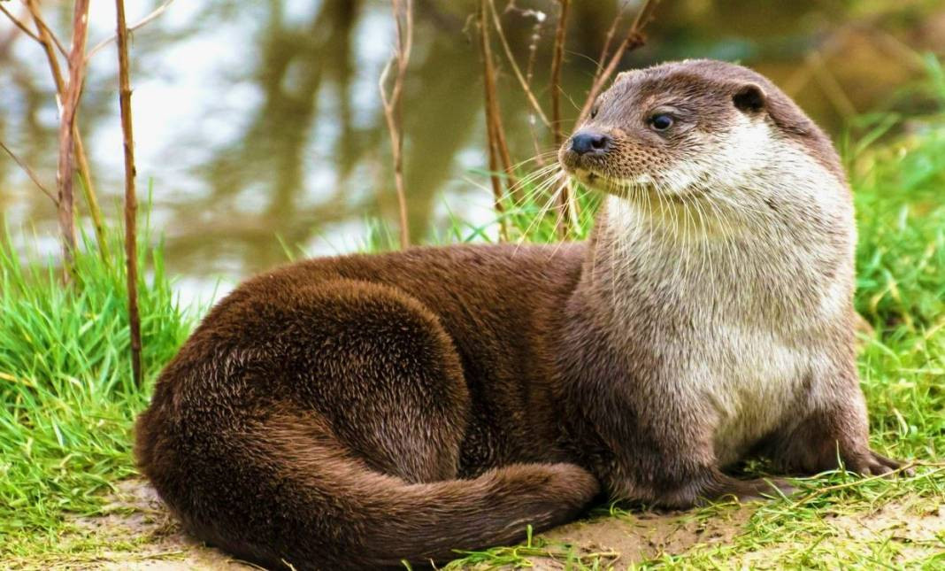 Anadolu Parsını avlayanlar yandı! Cezası 30 milyon lira - Resim: 24